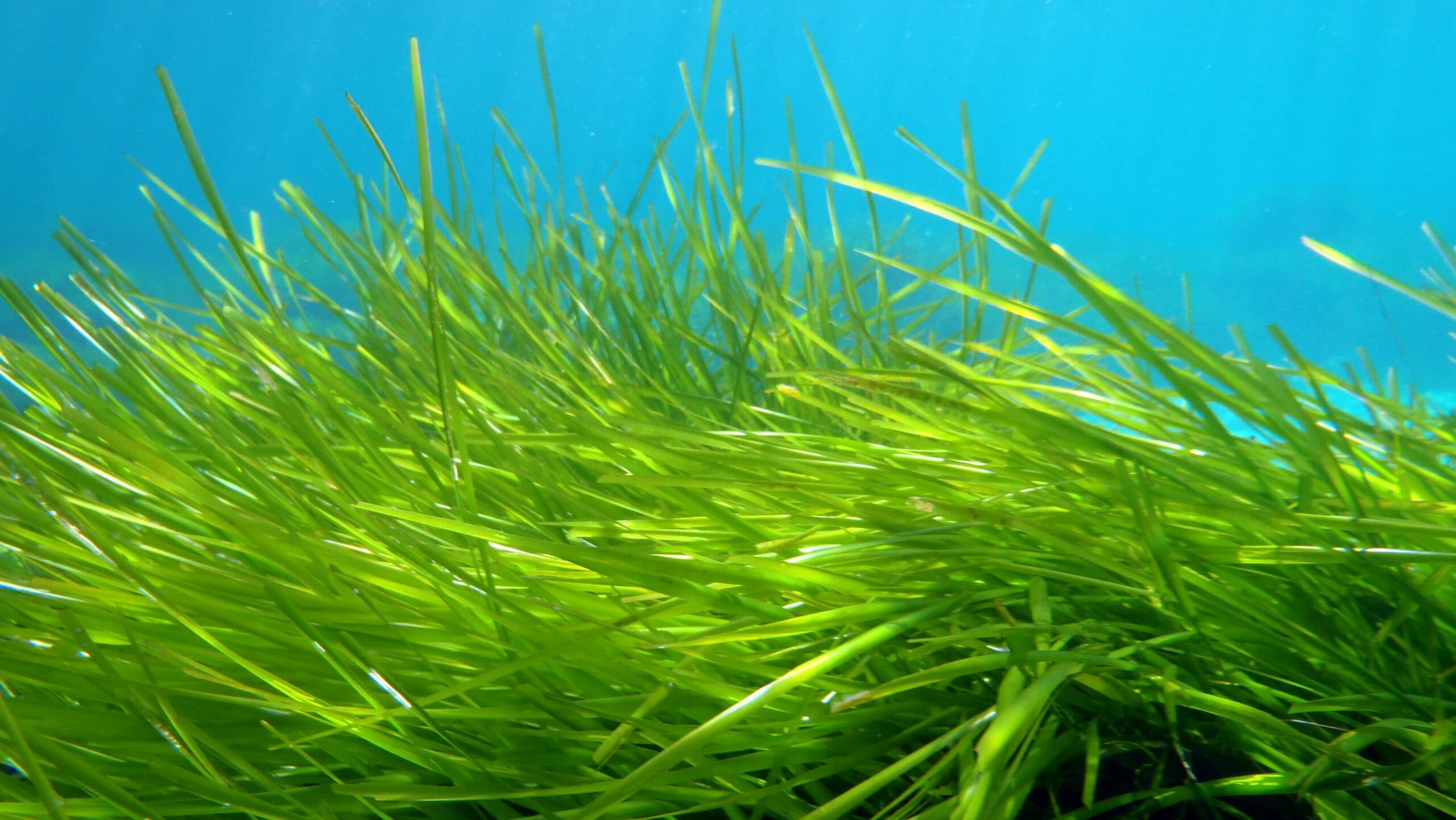 Posidonia oceanica