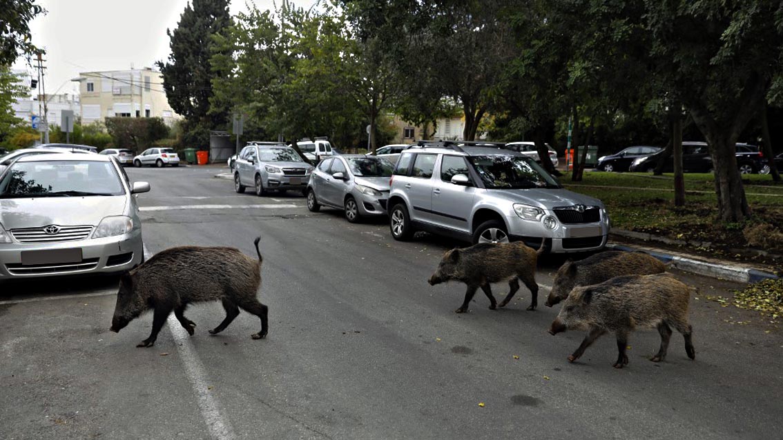 Cinghiali in città Enpa