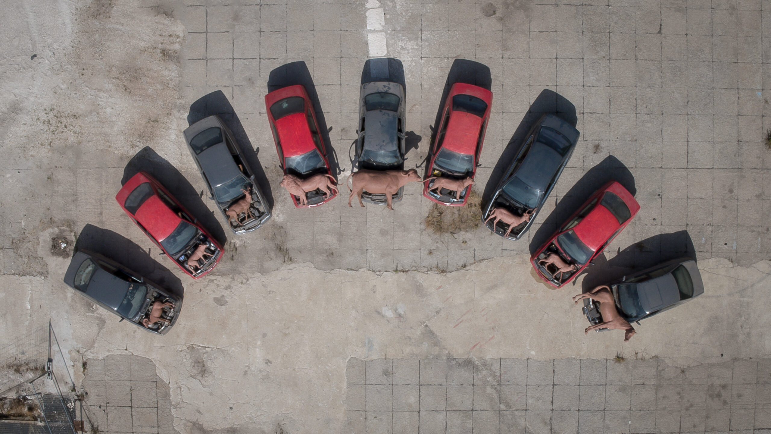 HorsePower_2019-puntata 5