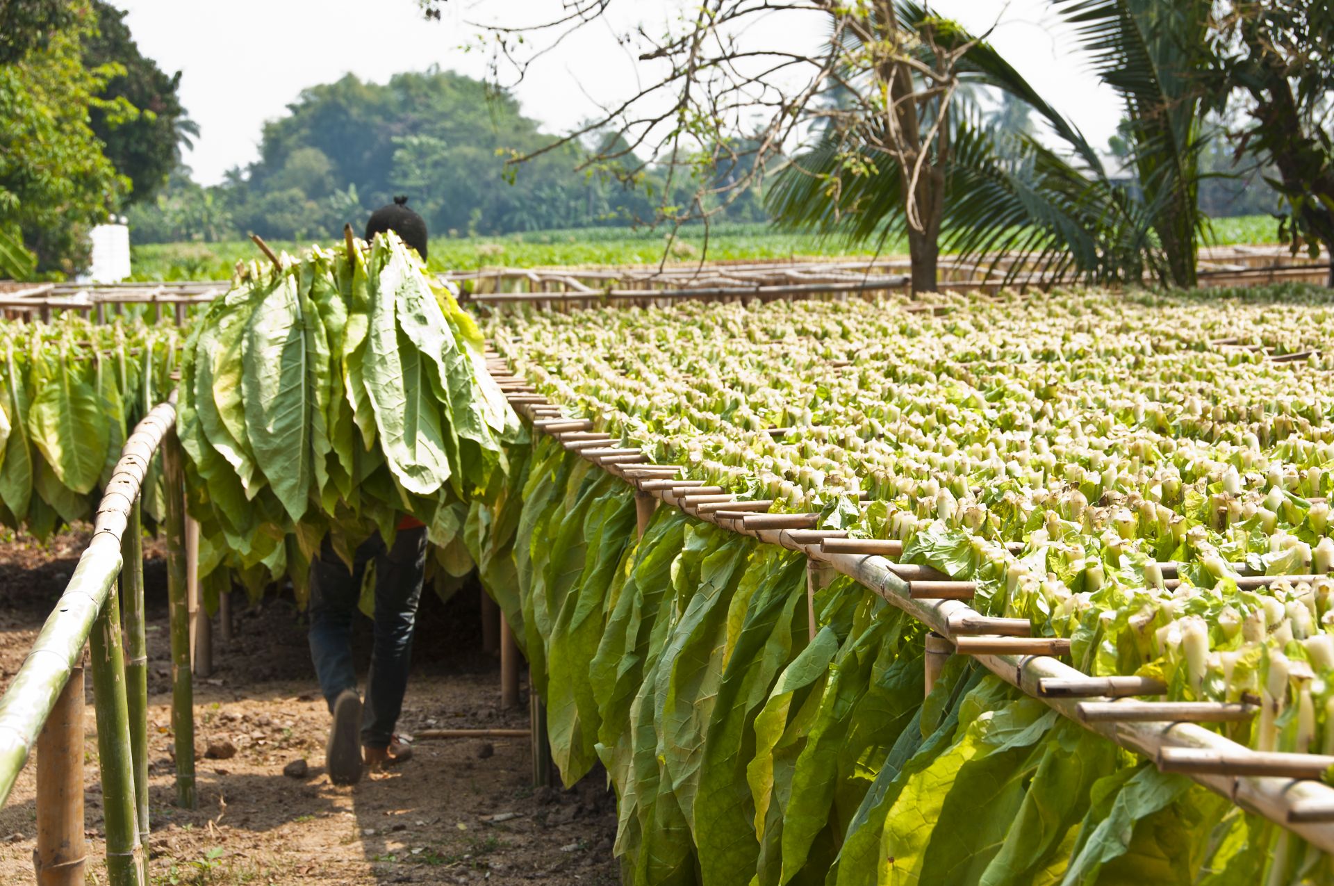 Drying tobacco leaf.