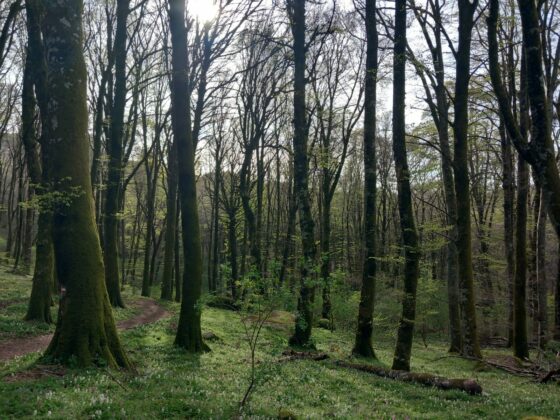 Cnr, età alberi influisce su mitigazione del cambio di clima