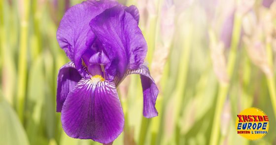 28. La prima distilleria italiana per estrarre il burro di giaggiolo