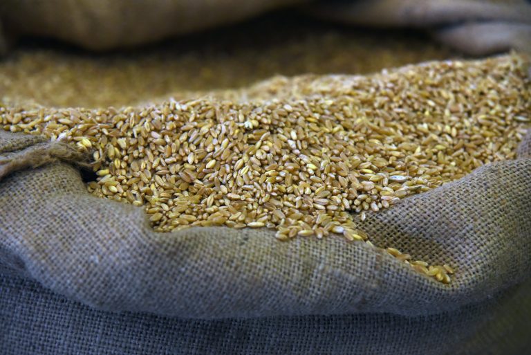 Grano duro, Toscana ha perso 53.000 ettari in meno di 20 anni
