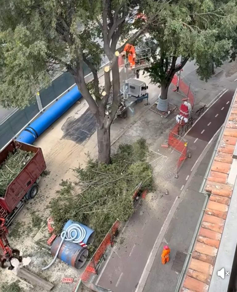 Viale Gramsci: “alberi abbattuti senza alcuna informazione”