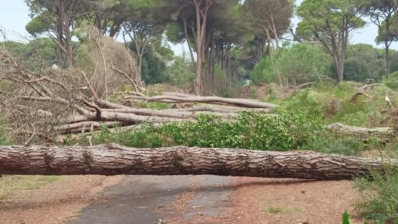 Tromba d’aria scuote il pisano: danni ingenti alla tenuta di San Rossore