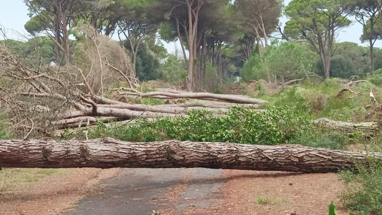 Tromba d’aria scuote il pisano: danni ingenti alla tenuta di San Rossore