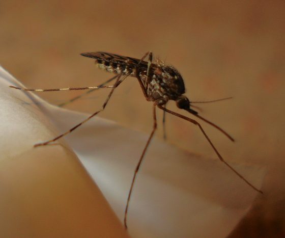 West Nile, in aumento casi in Valdichiana