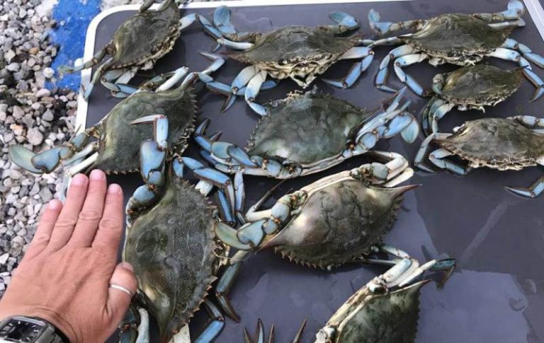 Granchio blu: “Non è solo un problema di Orbetello, invasione in tutta la costa”