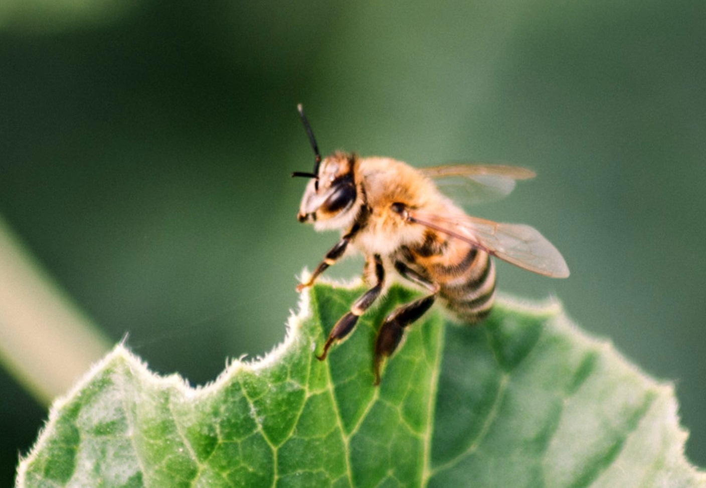 Api a rischio. Decimate da parassiti, pesticidi e meteo