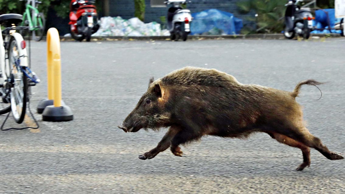 cinghiale