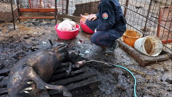 Macellazioni abusive di ovini nel Fiorentino, 3 denunciati