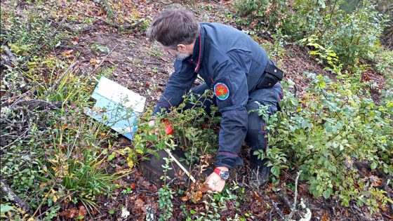 Tagliano bosco oltre il consentito, denunce e maximulta