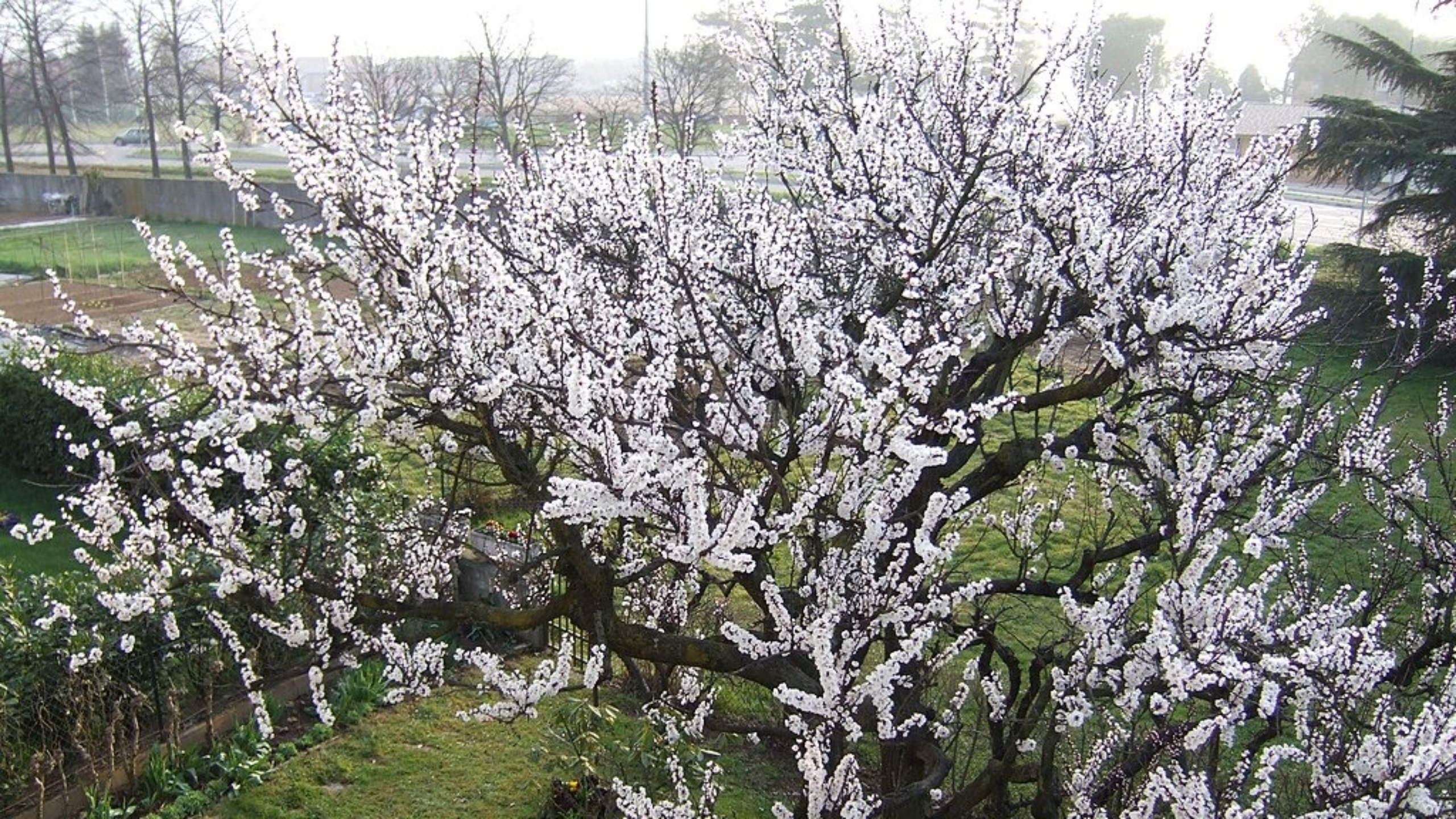 albero di albicocche