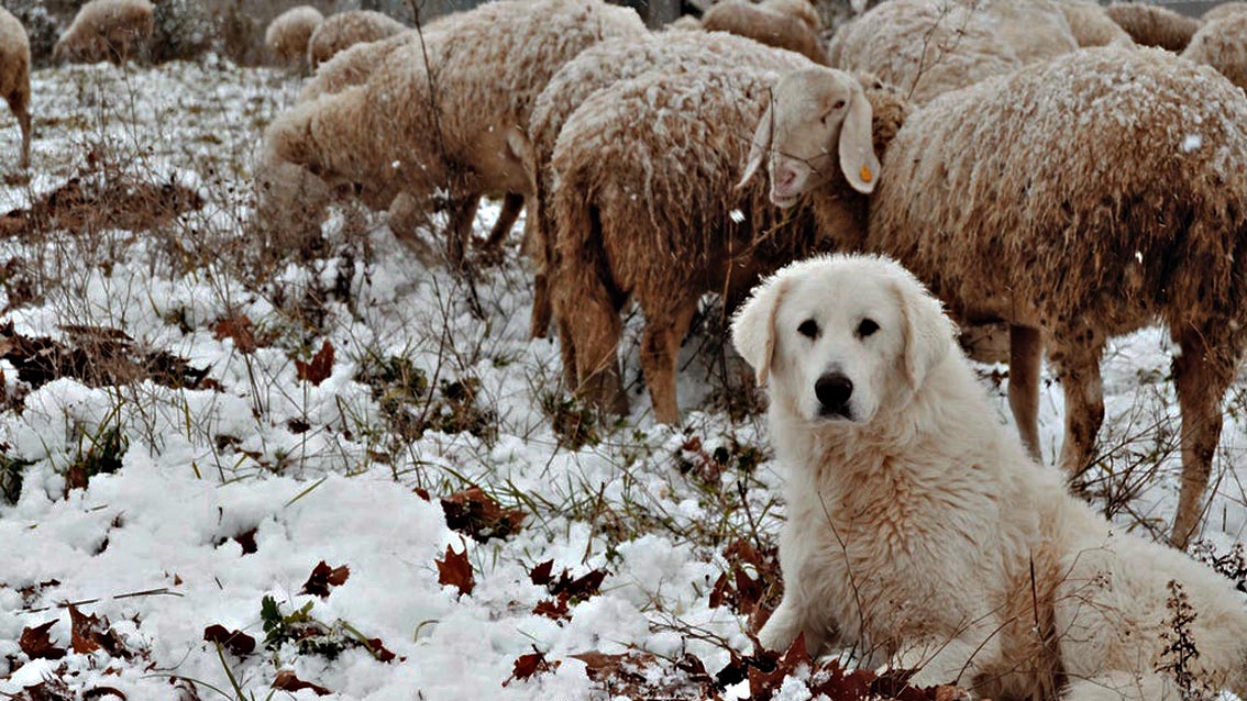 ShepherdSchool