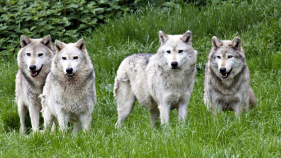 Lupi uccidono un cane che proteggeva il gregge nelle campagne di Pontassieve