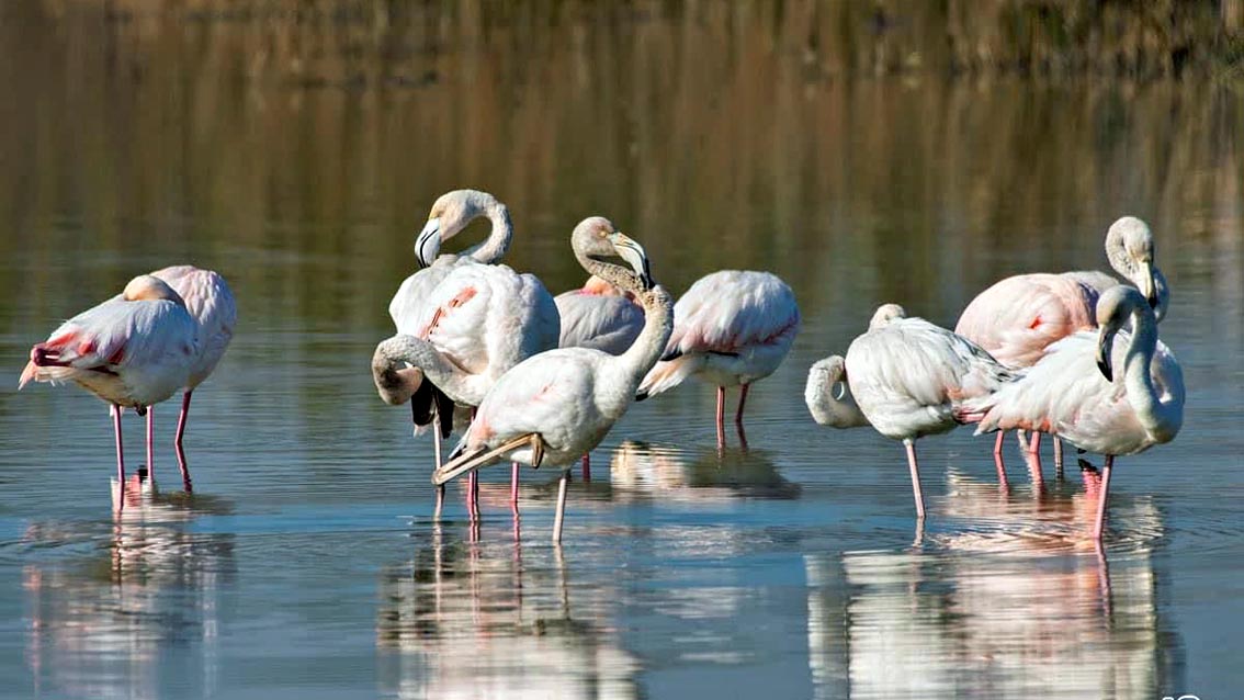 Padule di Fucecchio, lo spettacolo dei fenicotteri rosa