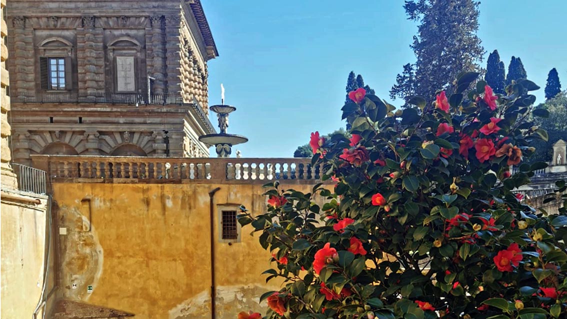 Boboli: il Giardino delle camelie apre per la prima volta al pubblico