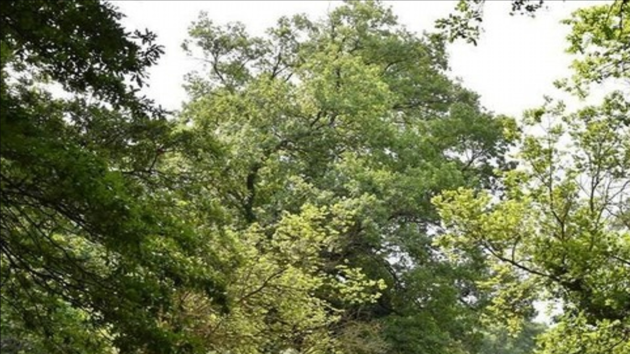 A Prato nascerà un bosco con 150 alberi in un’area comunale. “Migliorare l’ambiente utilizzando gli alberi, che sono essenziali alla vita”