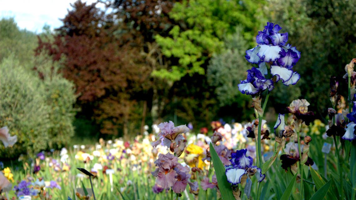Il Giardino dell’Iris riaperto al piazzale Michelangelo, ci sono 3.000 specie ibride
