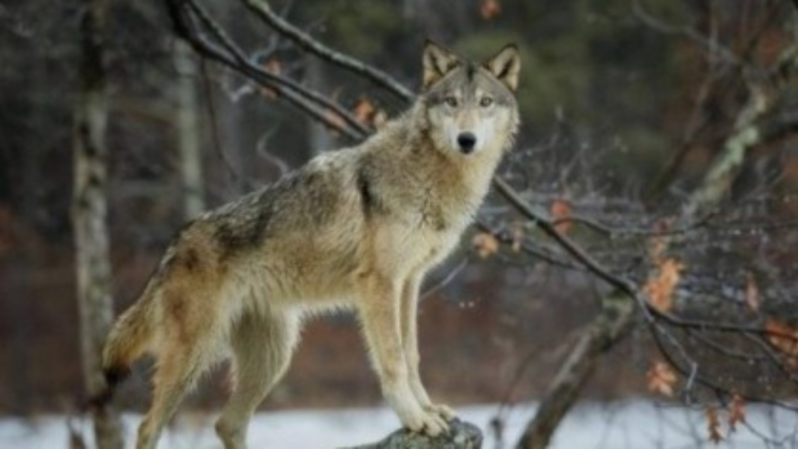 Coldiretti Toscana denuncia 2.500 predazioni di lupi in cinque anni: “Principale causa della chiusura di molti allevamenti”