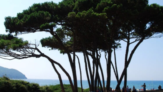 Un pino è caduto a Baratti, danneggiando delle strutture a ridosso delle spiagge