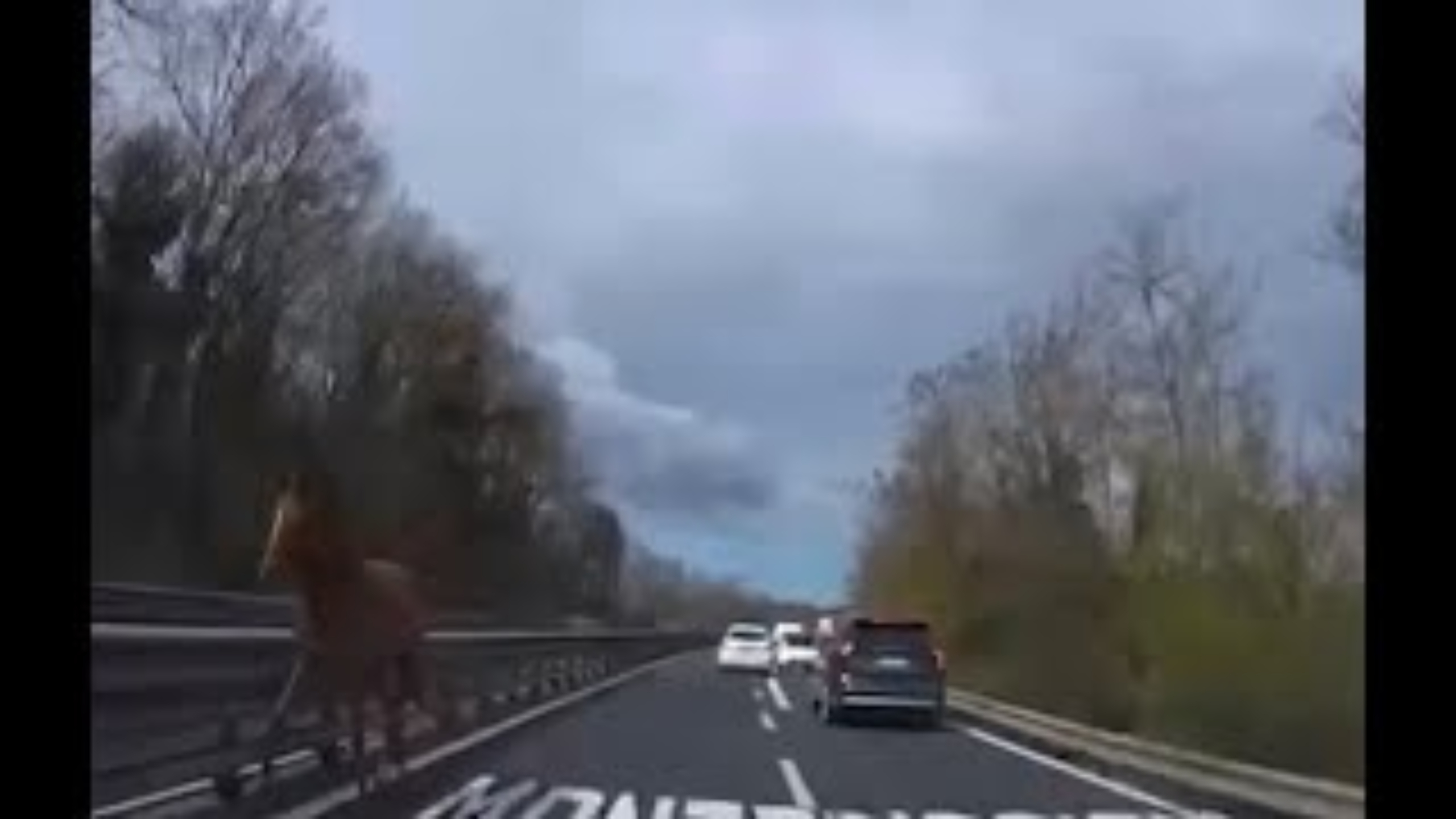 Cavallo al trotto in contromano in superstrada nel Senese