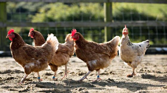 Influenza aviaria in allevamento avicolo in Versilia