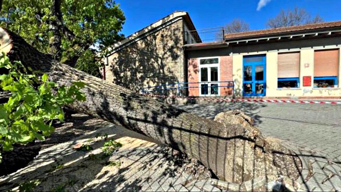Albero cade nel giardino della scuola elementare Montagnola a Firenze, secondo caso in un mese.