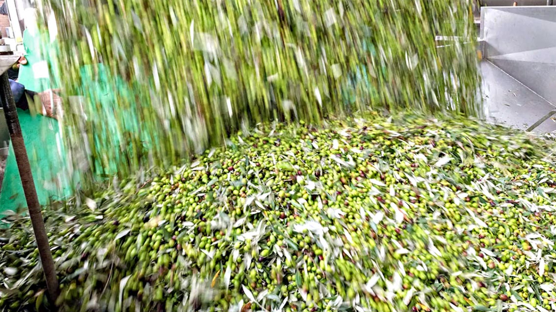 Nuovo frantoio trasforma 5.000 chili di olive all’ora in olio extra vergine biologico