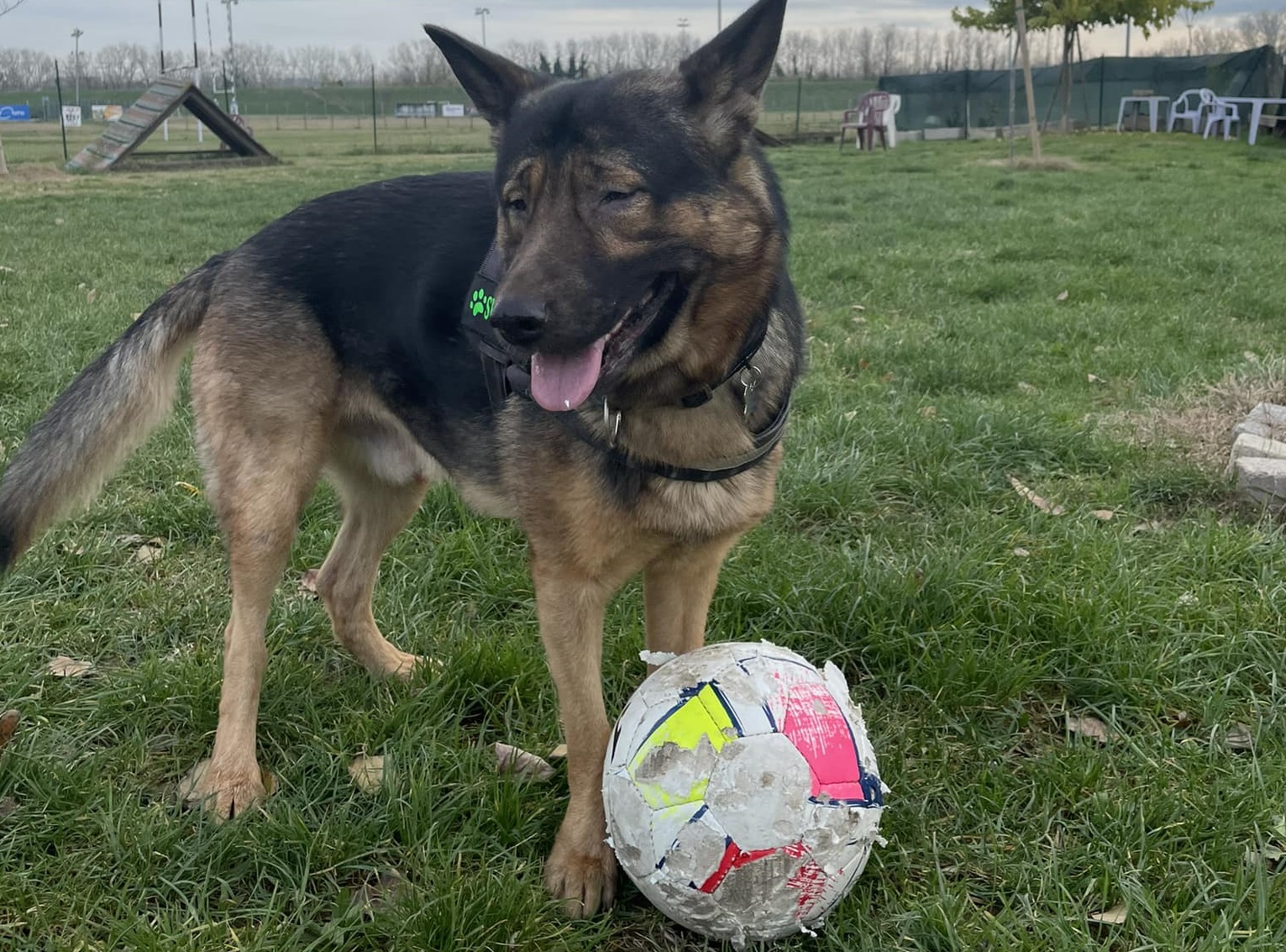 🎧 Marley, il cane non vedente che salva le persone: “Un esempio di inclusività”