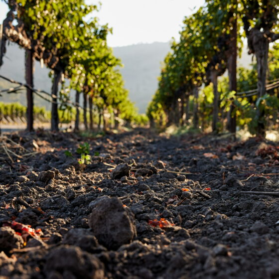 Toscana,  vendemmia:  qualità è buona ma -20% raccolto