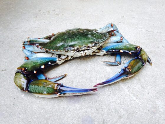 Granchio blu: “finanziamenti statali anche ai pescatori di Follonica”