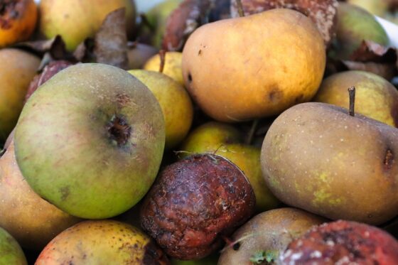 “Toscana sprecona”: 100mila tonnellate di cibo nella pattumiera