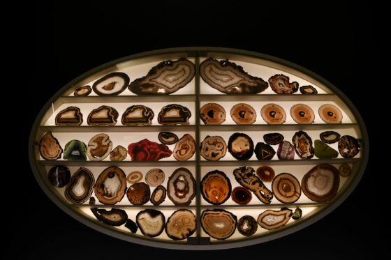 Il Museo di Storia naturale compie 250 anni. Dal 21 febbraio al via un calendario di eventi