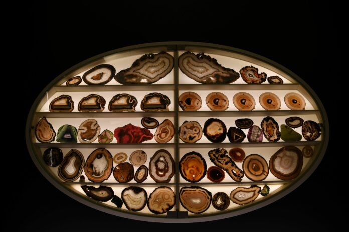 Il Museo di Storia naturale compie 250 anni. Dal 21 febbraio al via un calendario di eventi