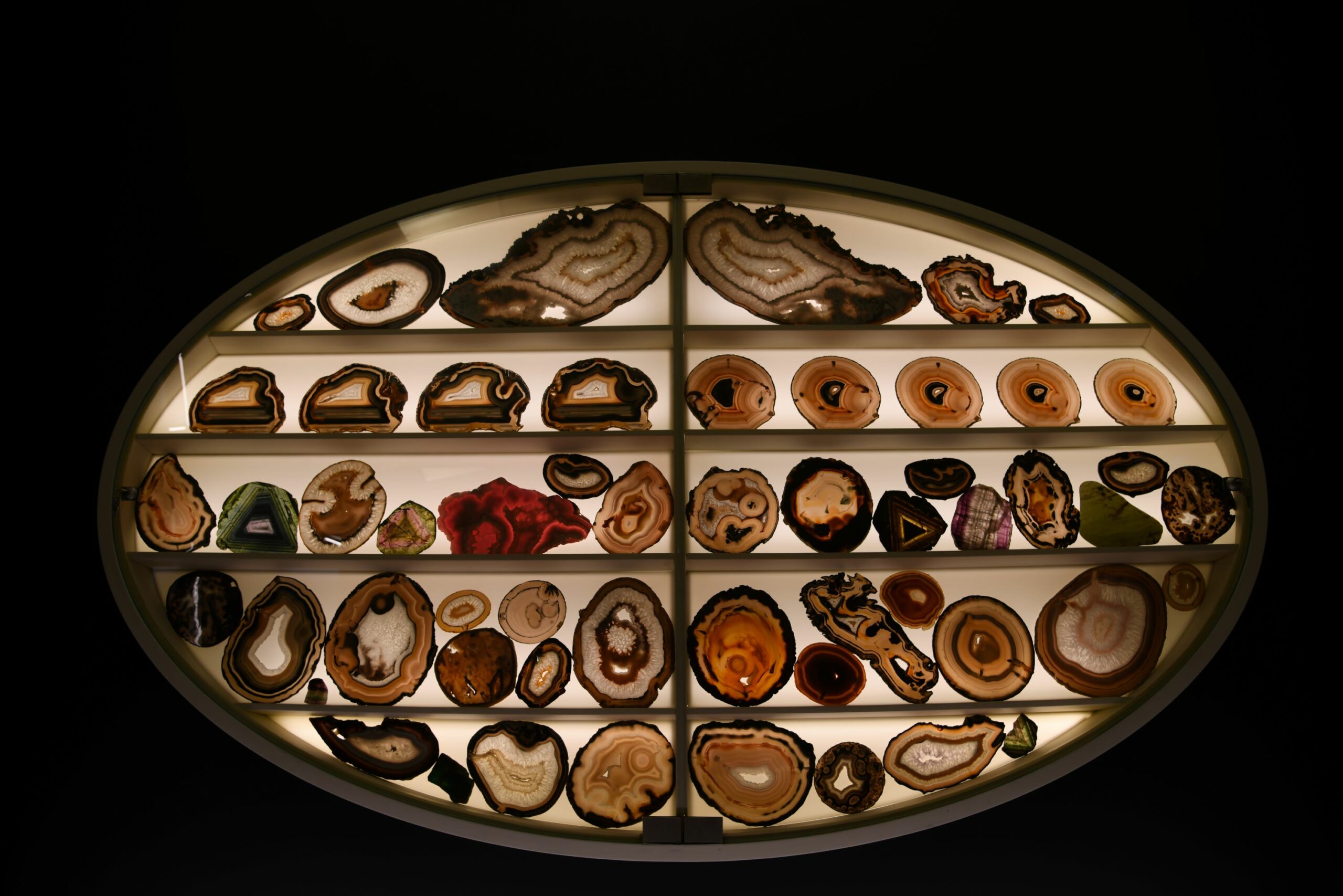 🎧 Riapre lo storico museo scientifico de La Specola con tredici nuove sale per collezioni mai esposte
