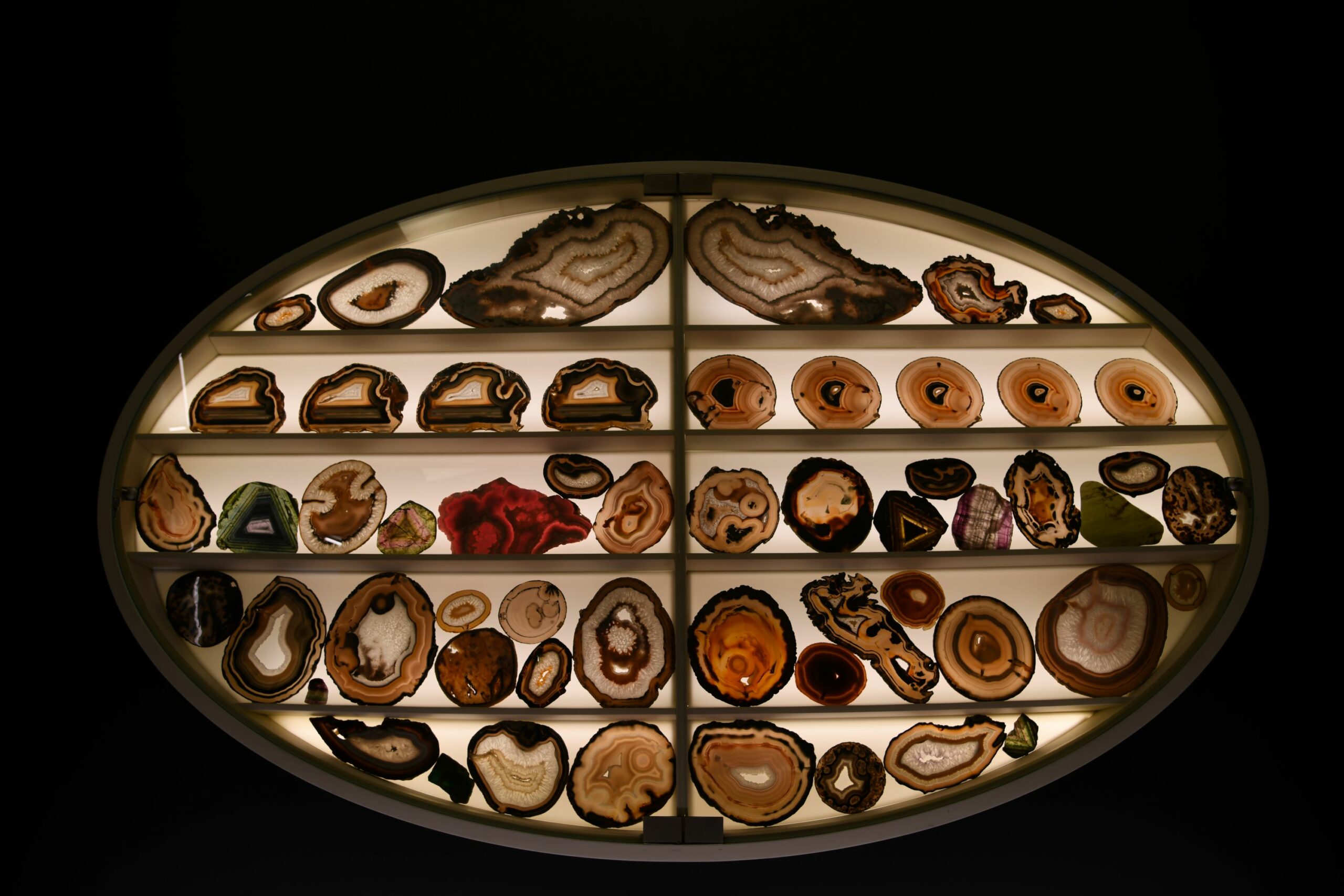 Il Museo di Storia naturale compie 250 anni. Dal 21 febbraio al via un calendario di eventi