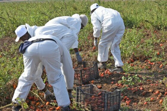 Caporalato, arresti in Toscana per reato sfruttamento verso migranti del Cas di Piombino